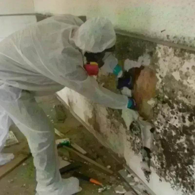 Mold Remediation and Removal in Smith County, TX